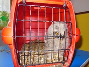 Den dětí se zvířátky